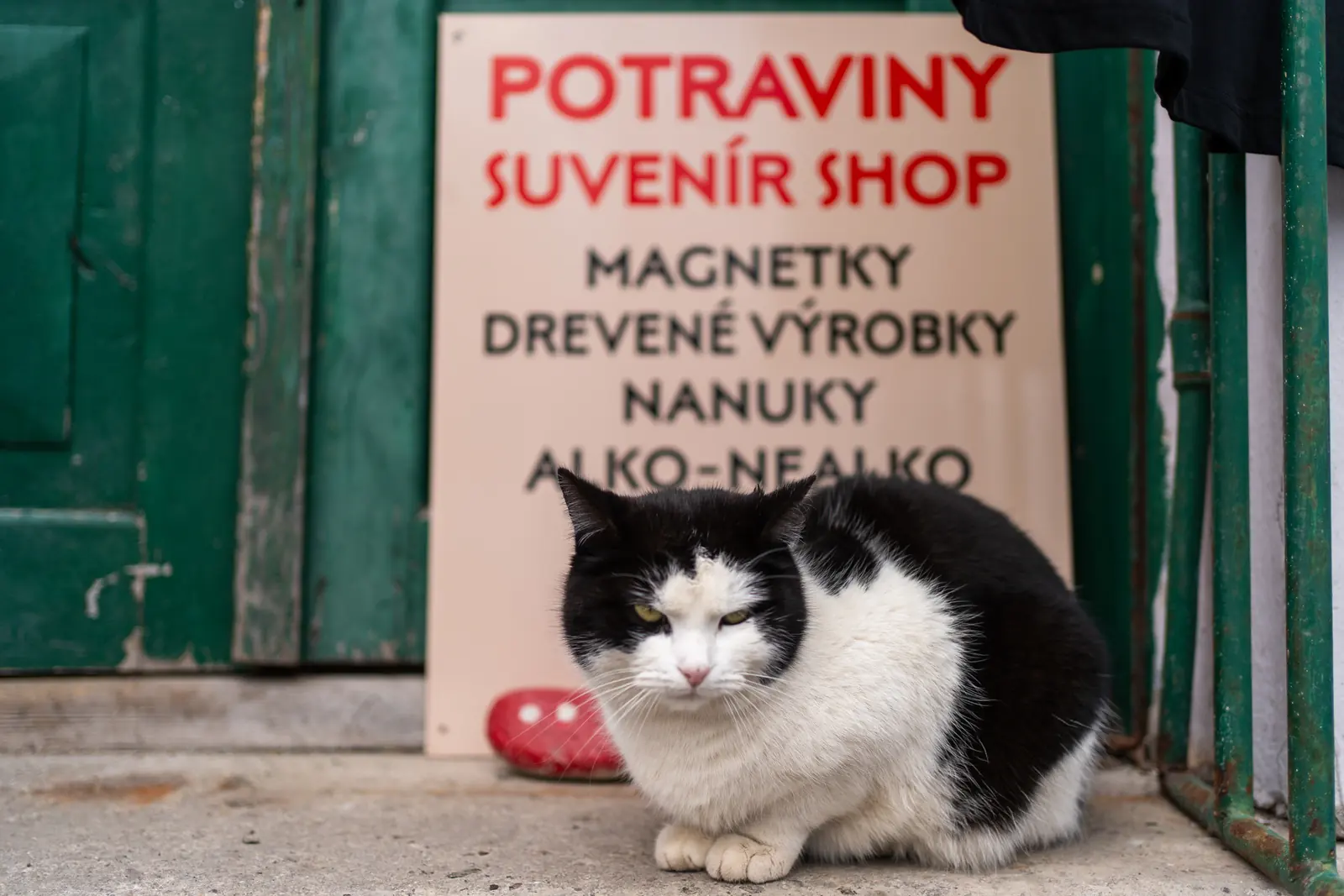 Mačka pred dedinským obchodom